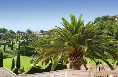 Bahai bahçesinde bir dev palmiye ağacı