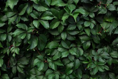 Doğa arka plan. Ivy desen.