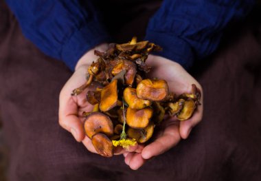 Yenilebilir mantar bir avuç tutan iki eller