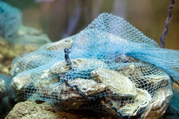 Skörd av fångst av färska oberedda slutna ostron. — Stockfoto