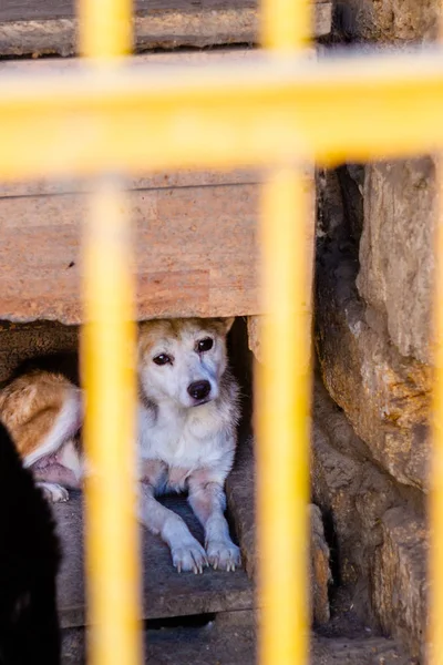Een Verdwaalde Hond Die Alleen Huis Wacht Verlaten Zwerfhond Heeft — Stockfoto