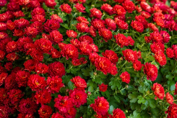 Crisantemos Rojos Flores Fondo Primer Plano Concepto Tienda Flores Exposición — Foto de Stock