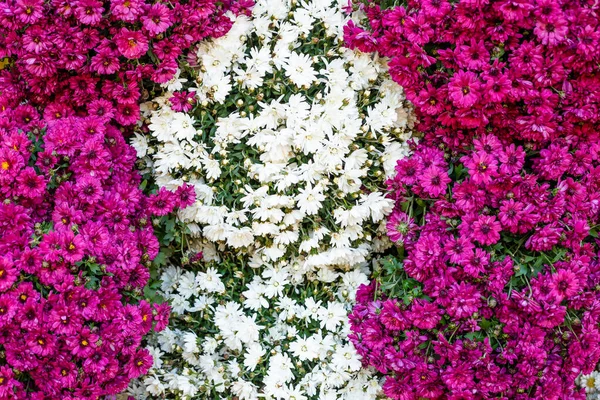 Renkli Kasımpatı Çiçekleri Arka Plan Yakın Plan Çiçekçi Dükkanı Kavramı — Stok fotoğraf