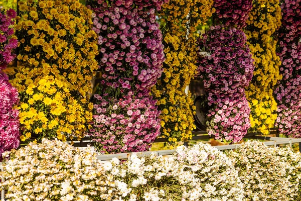 Барвисті Хризантеми Квітковий Фон Крупним Планом Концепція Магазину Квітів Виставка — стокове фото
