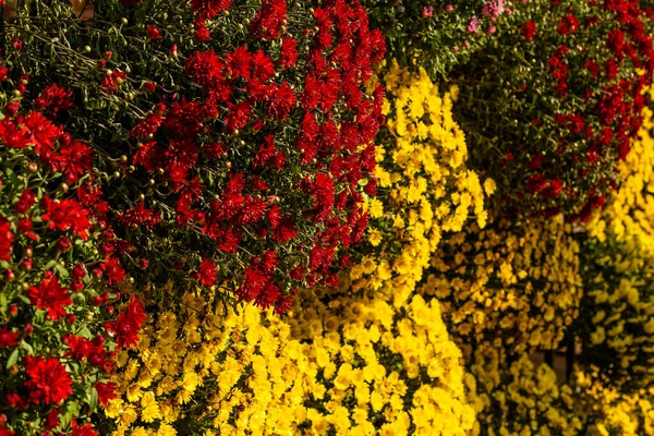 Kırmızı Sarı Kasımpatı Çiçekleri Arka Plan Yakın Plan Çiçekçi Dükkanı — Stok fotoğraf