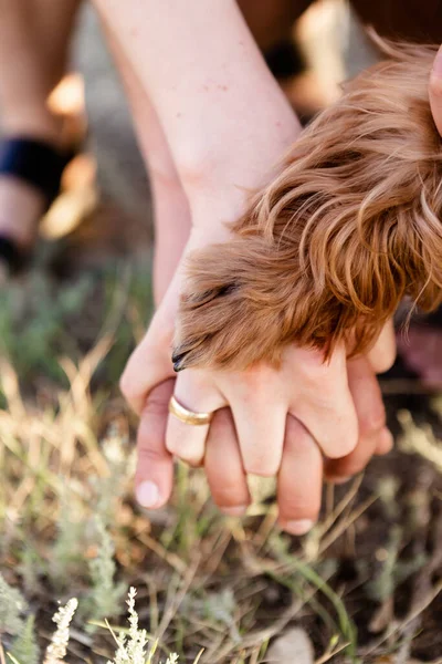 Hundtass Och Mänsklig Handskakning Begreppet Vänskap Grupp Mänskliga Händer Och — Stockfoto
