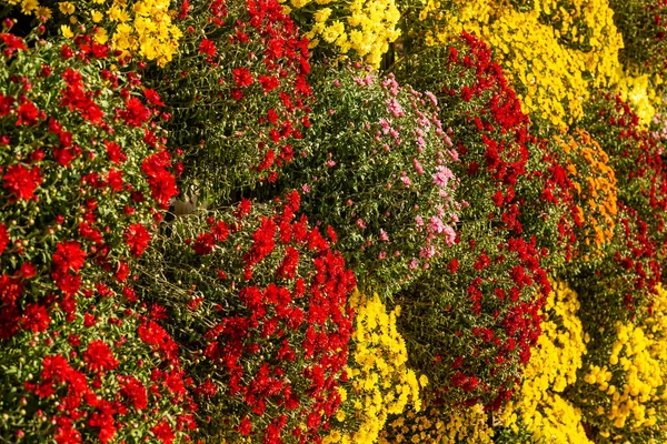 赤と黄色の菊の花の背景 クローズアップ フラワーショップ 展覧会のコンセプト — ストック写真