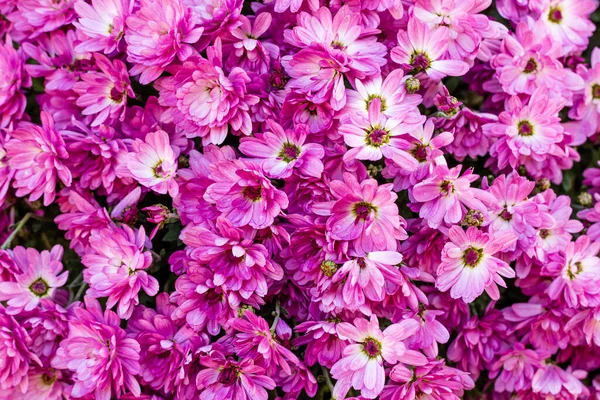 Crisantemos Púrpura Rosa Flores Fondo Primer Plano — Foto de Stock