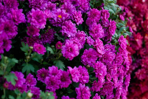 Фиолетовые Хризантемы Цветы Фон Крупный План — стоковое фото