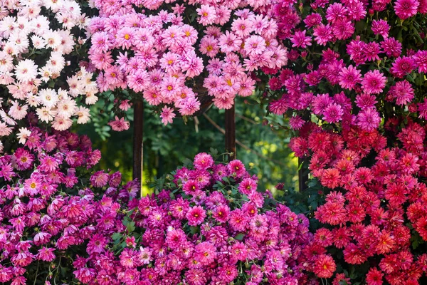 柵の上の紫とピンクの菊の花 クローズアップ — ストック写真