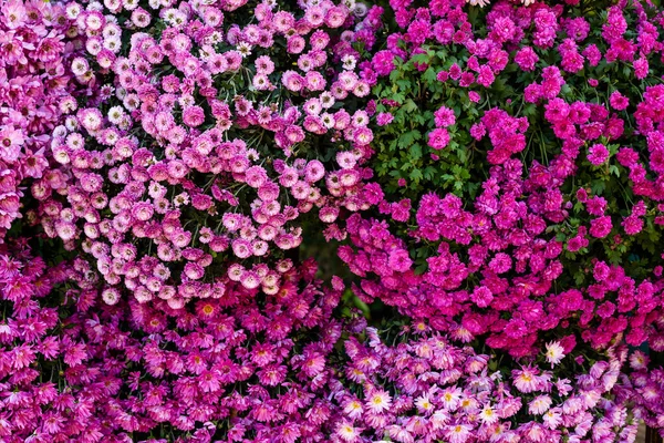 Lila Und Rosa Chrysanthemen Blumen Hintergrund Nahaufnahme — Stockfoto