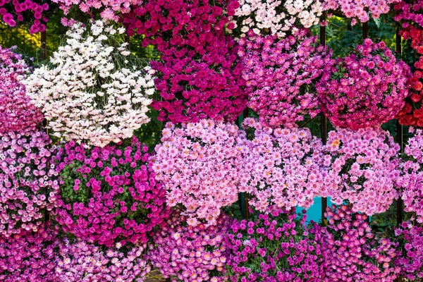 カラフルな菊の花の背景 クローズアップ — ストック写真