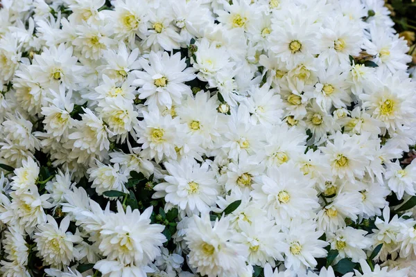 White Chrysanthemums Flowers Background Closeup — Stock Photo, Image