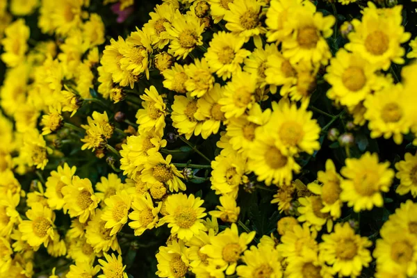 Chrysanthèmes Jaunes Fond Fleurs Gros Plan — Photo