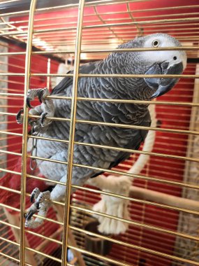 Gray parrot Jaco in a cage looks at camera. Exotic big parrot in cage. clipart