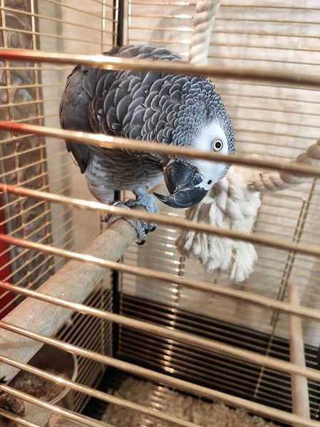 Gray parrot Jaco in a cage looks with curiosity. Exotic big parrot in cage.