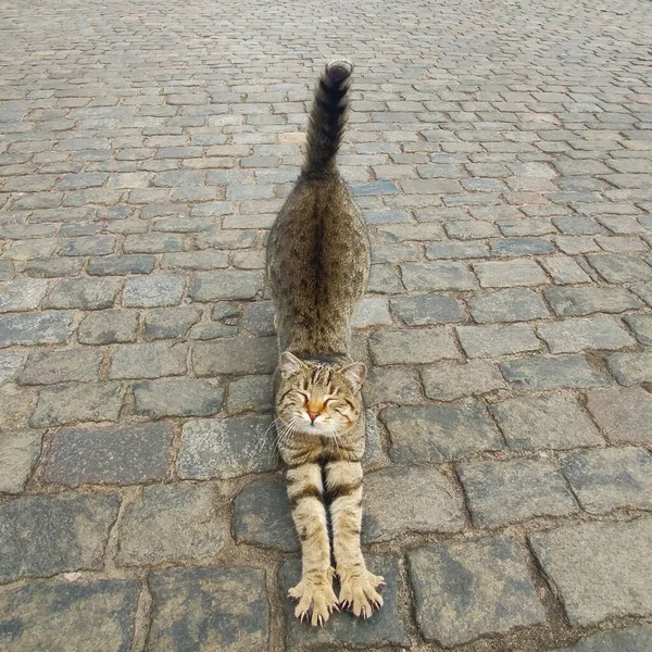 Cat stretching on a street. Tabby wild street cat stretches. Happy stray cat on the street.