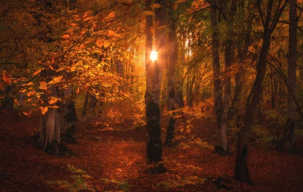 Sonbahar ormandaki büyülü güneş ışığı — Stok fotoğraf