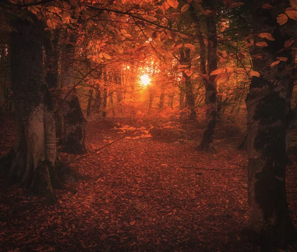 Magisches Sonnenlicht im herbstlichen Wald — Stockfoto