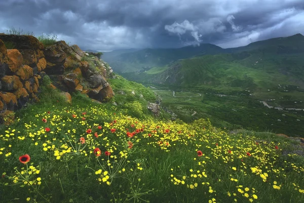 Hermosas flores de primavera frente a las montañas brumosas — Foto de Stock