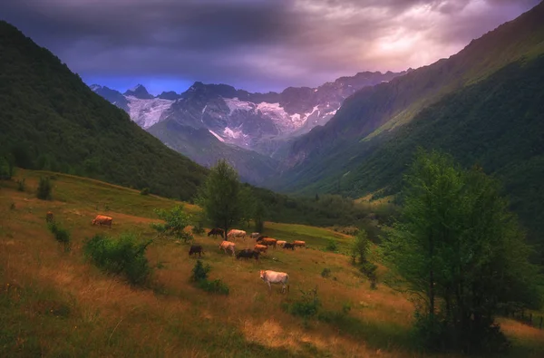山で牛と美しい風景 — ストック写真