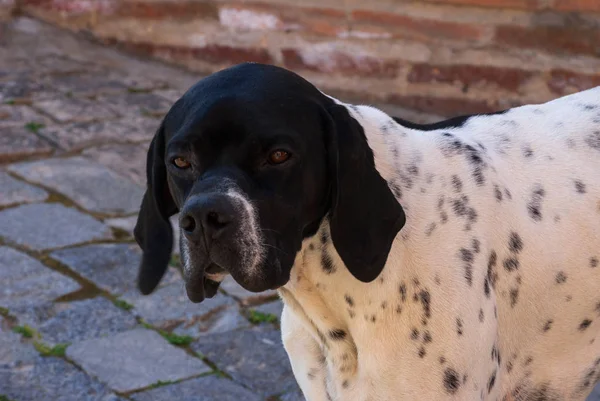 Close-up retrato de cão sem-teto — Fotografia de Stock