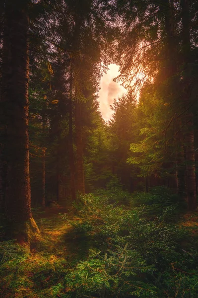 春天森林里的神奇太阳光 — 图库照片