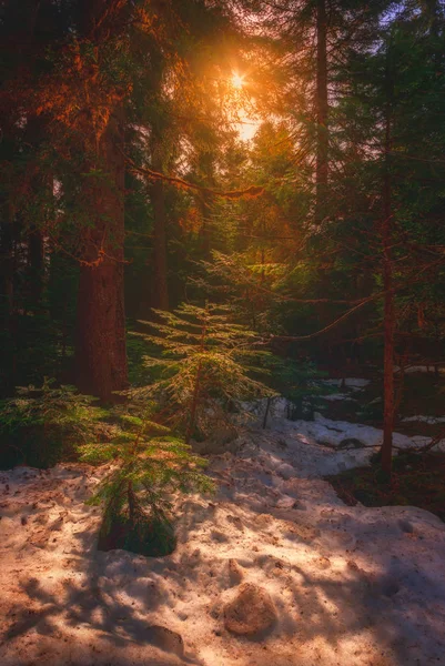 Luce solare magica nella foresta primaverile — Foto Stock