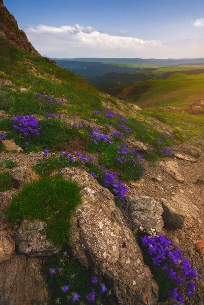 Hermosas flores de primavera — Foto de Stock