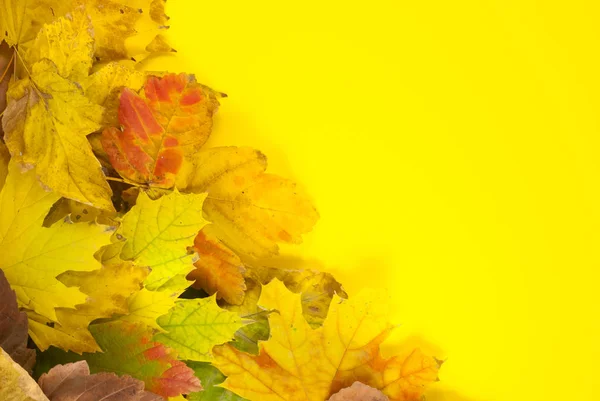 Herfstcompositie. Patroon gemaakt van gedroogde bladeren op gele achtergrond. valconcept. Vlakke lay, bovenaanzicht, kopieerruimte — Stockfoto