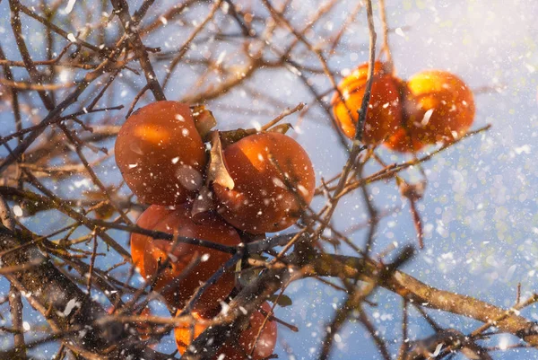 Albero Cachi Con Frutta Sulla Neve Durante Inizio Dell Inverno — Foto Stock