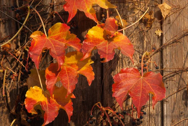 Herfstcompositie Gedroogde Bladeren Herfst Elegant Concept Sluiten — Stockfoto