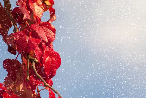 Őszi Színes Fényes Levelek Őszi Parkban Téli Háttér Gyönyörű Természet — Stock Fotó