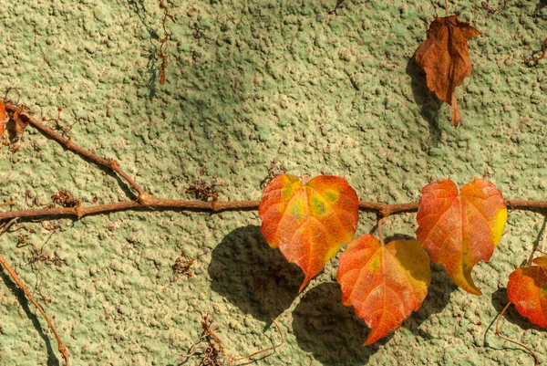 Φθινοπωρινή Σύνθεση Αποξηραμένα Φύλλα Φθινοπωρινή Κομψή Ιδέα Κλείσε — Φωτογραφία Αρχείου