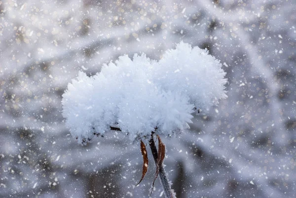 Delikatny Kwiat Mrozie Śniegu Delikatnie Mroźne Naturalne Tło Zimowe Piękny — Zdjęcie stockowe