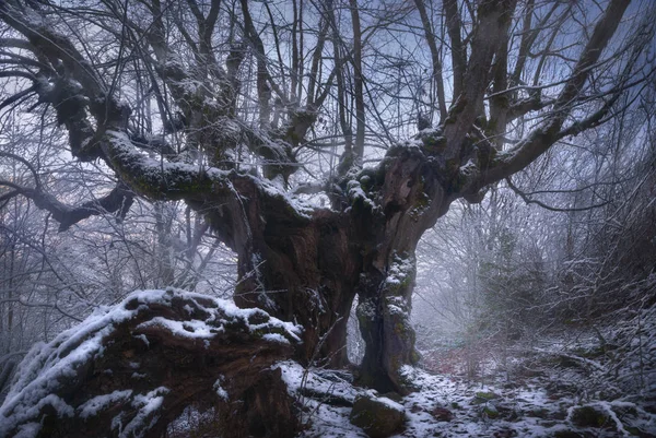 Guardiano Della Foresta Incantata Foresta Nebbiosa Invernale Georgia Vecchio Albero — Foto Stock