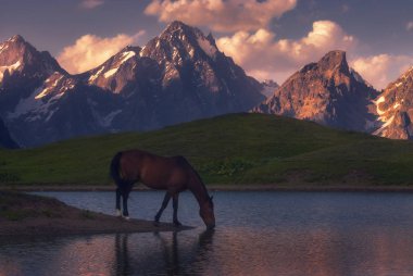 Güzel bir atın manzarası. Kafkas dağları. Georgia