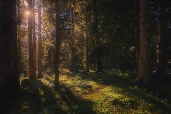 Bella foresta in estate con sole splendente tra gli alberi — Foto Stock