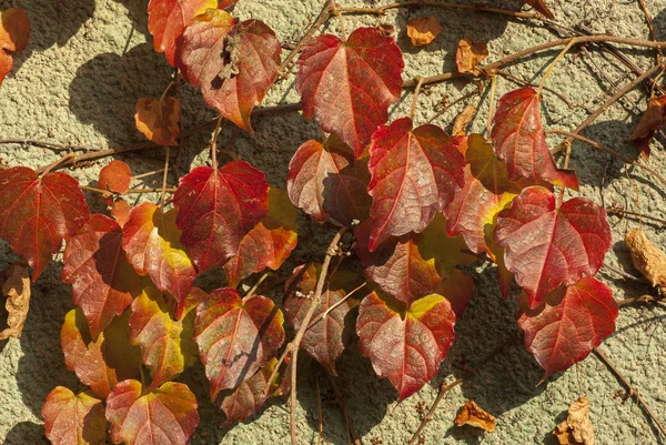 Herfstcompositie. droge bladeren achtergrond. Herfst elegant concept. Sluiten. — Stockfoto