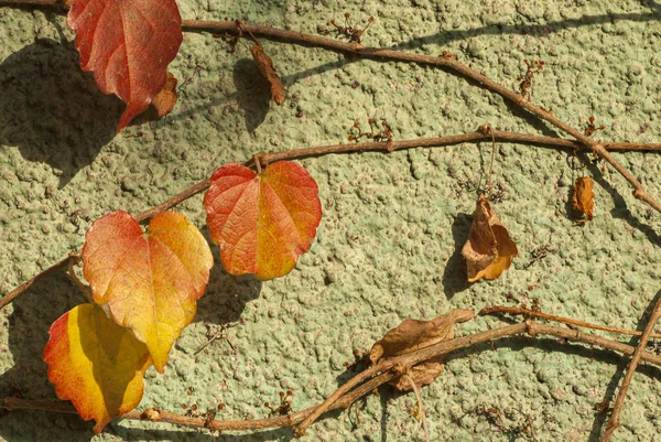 Herfst kleurrijke heldere bladeren in het herfstpark. Achtergrondinformatie. Prachtige natuur — Stockfoto