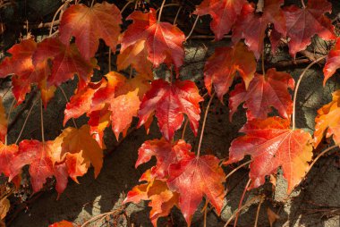 Sonbahar kompozisyonu. Kurumuş yapraklar arka plan. Sonbahar zarif konsepti. Kapat.