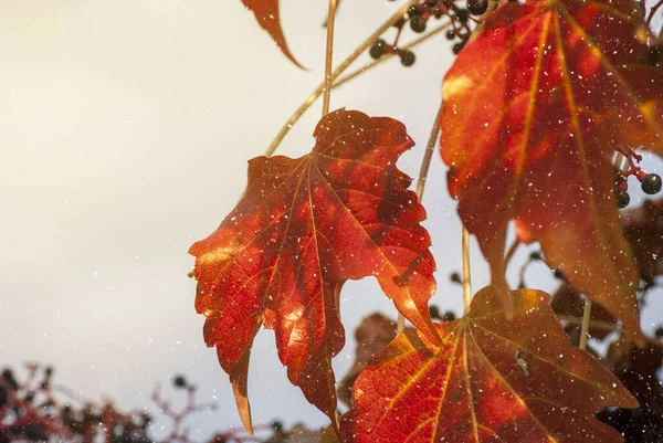 Prachtige herfstcompositie. droge bladeren achtergrond. Herfst elegant concept. Sluiten. — Stockfoto