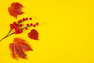 Sonbahar kompozisyonu. Sarı arka planda kurumuş yapraklardan yapılmış desen. Sonbahar, sonbahar konsepti. Düz konum, üst görünüm, kopyalama alanı