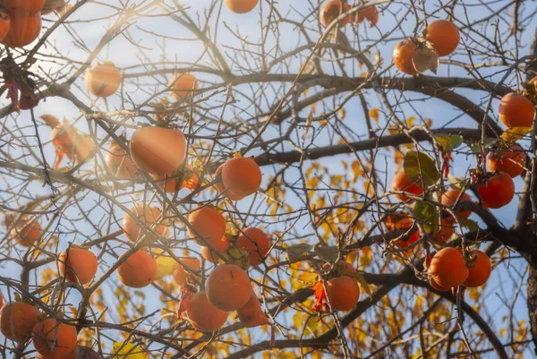Sun Flare Shining Orange Persimmon Tree Beautiful Autumn Nature — Stock Photo, Image