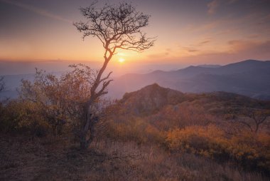 Sonbahar sonu manzarası. Gün batımında ağaç. Güzel sonbahar doğası. Tepeleri boyayan güneş ışınları