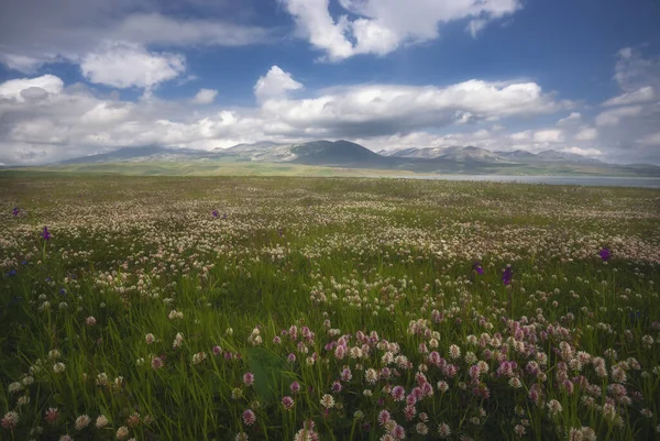 Krásné Jarní Květiny Před Zamlženými Horami Barevná Jarní Krajina Kavkaze — Stock fotografie