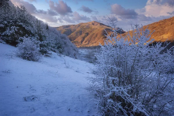 Гірський Зимовий Пейзаж Засніженим Лісом — стокове фото