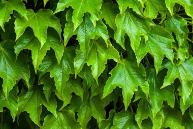 Yaprakların arka plan dokusu. Yeşil yapraklar arkaplan, eko konsept resim