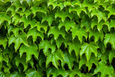 Yaprakların arka plan dokusu. Yeşil yapraklar arkaplan, eko konsept resim veya ferahlatıcı konsept arkaplan