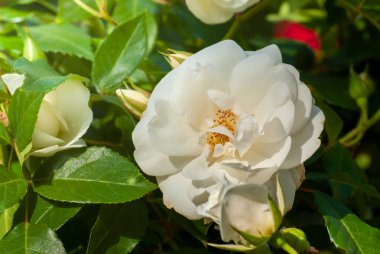 Bulanık, güneşli, parlak arka planda, seçici odak noktasında güzel açan beyaz güller.
